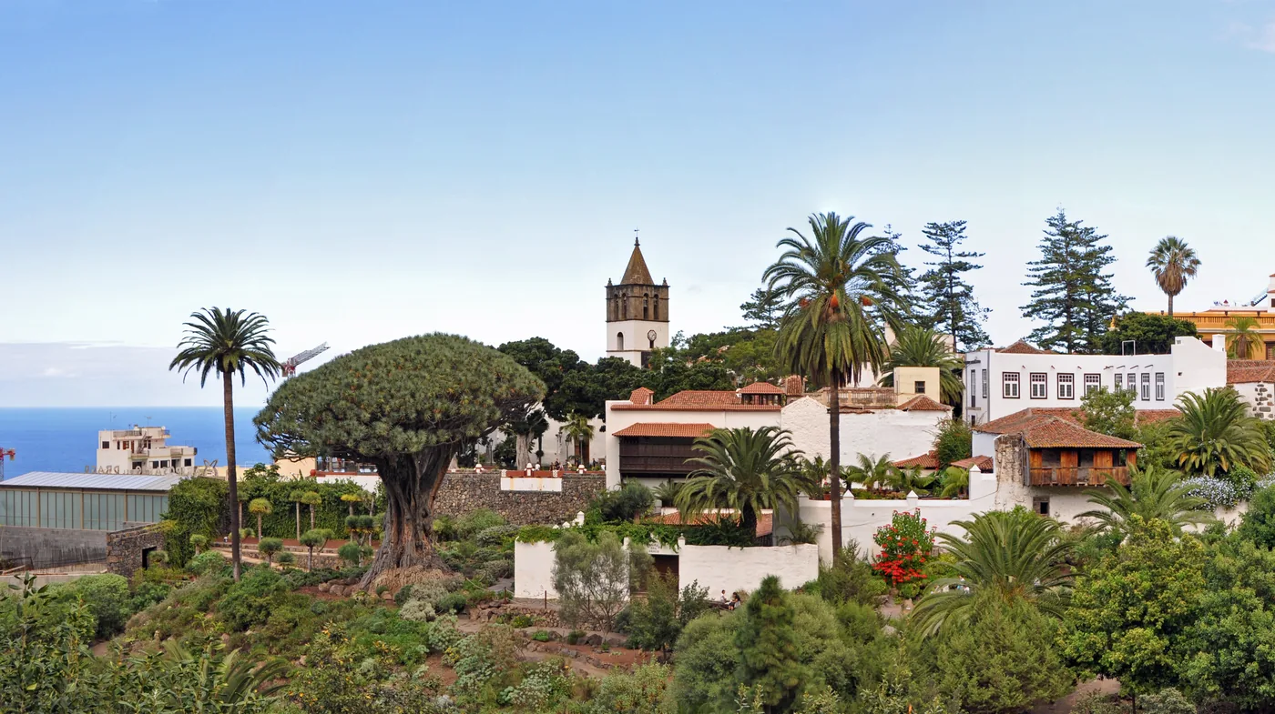 The Millennial Dragon Tree among palms and gardens in Icod de los Vinos, Tenerife, with a church tower behind.