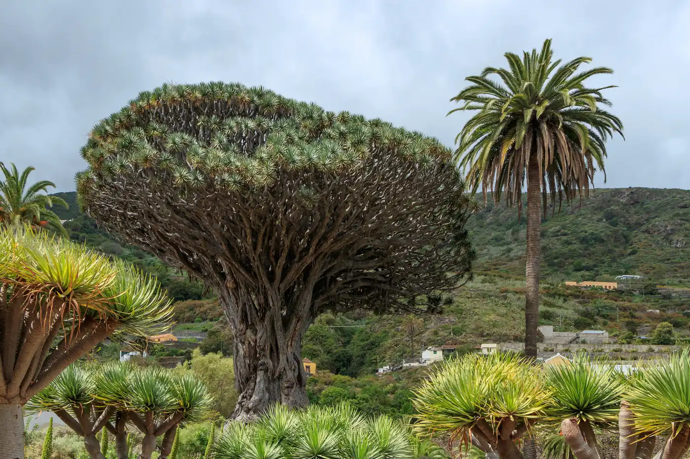 The Drago Milenario dragon tree in its park at Icod de los Vinos, Tenerife.