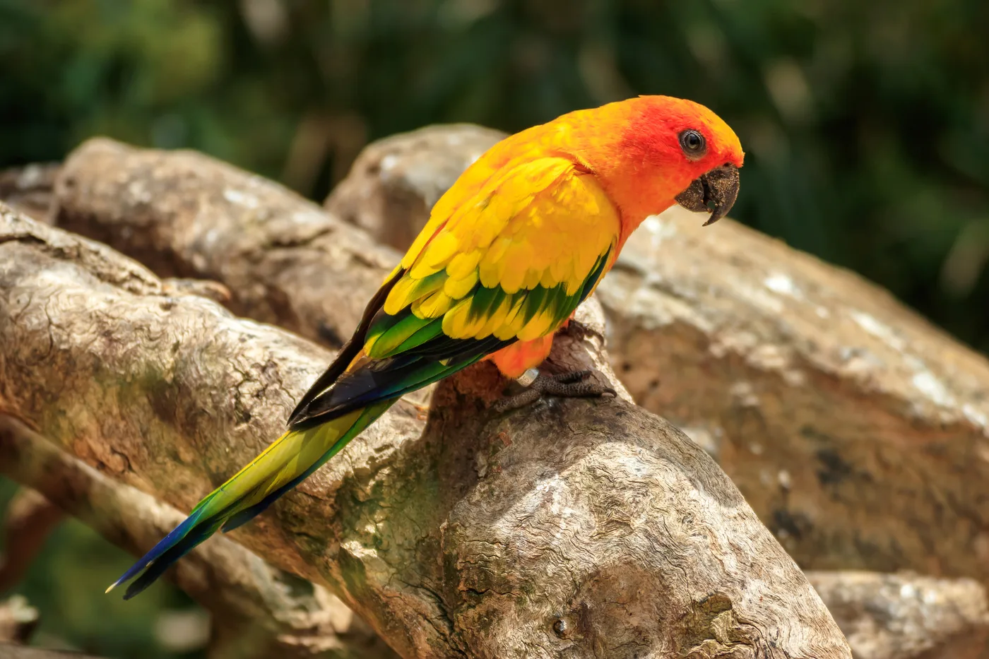 A sun parakeet, bright orange and yellow, at Loro Parque, Tenerife.