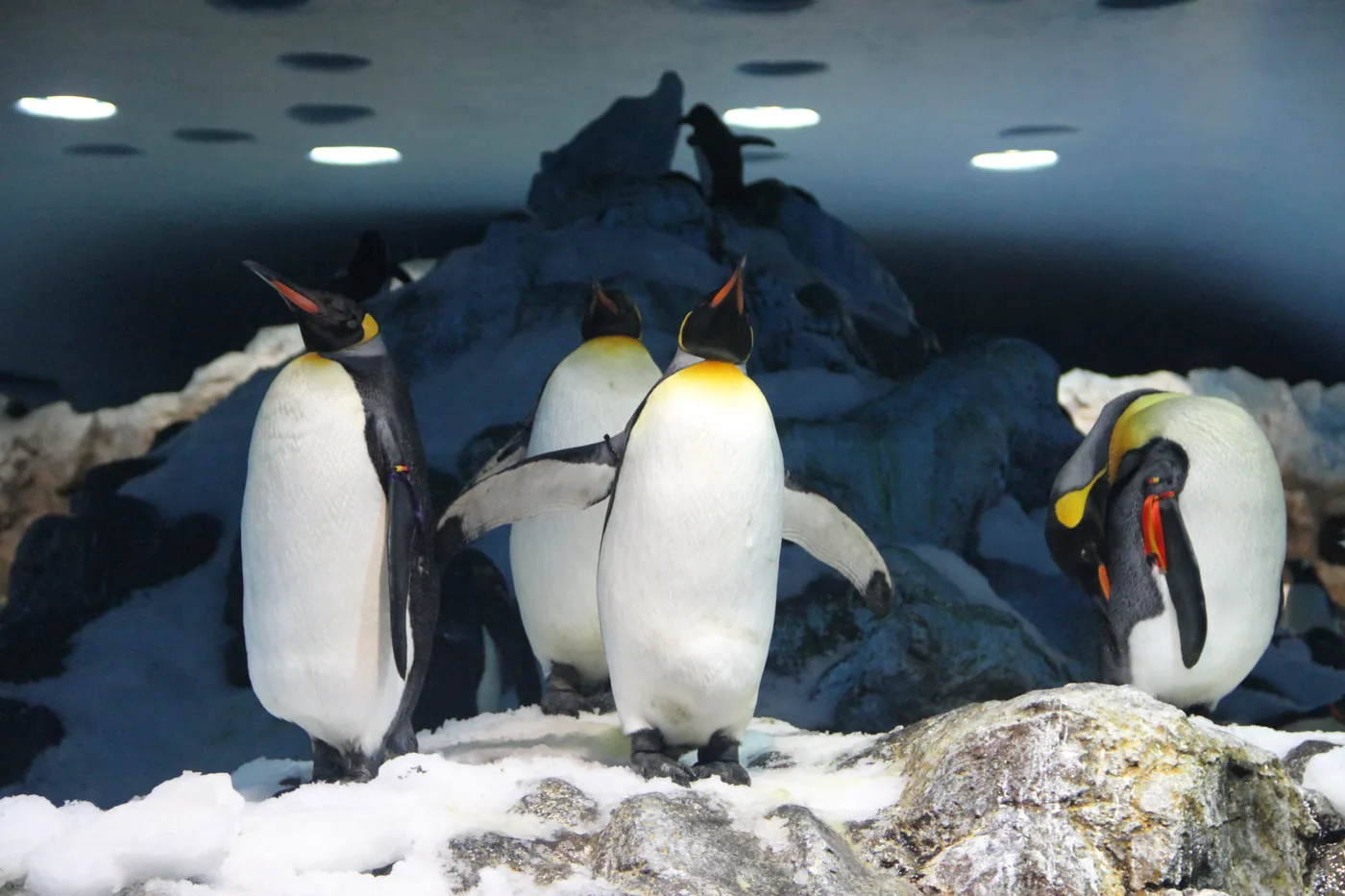 King penguins in their enclosure at Loro Parque, Puerto de la Cruz, Tenerife.