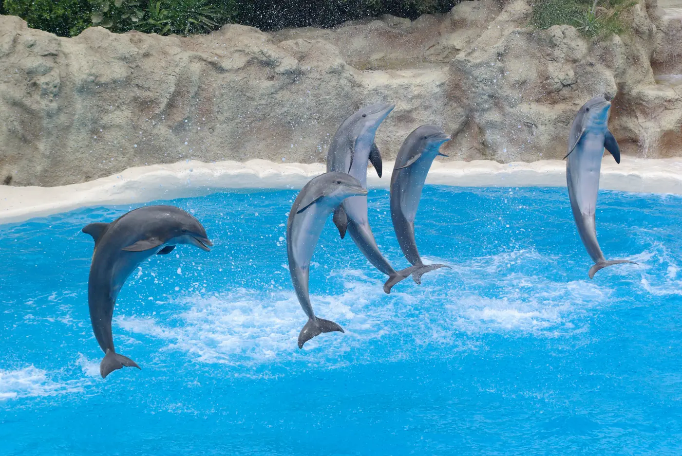 Dolphins leaping together over the pool at Loro Parque, Puerto de la Cruz, Tenerife.