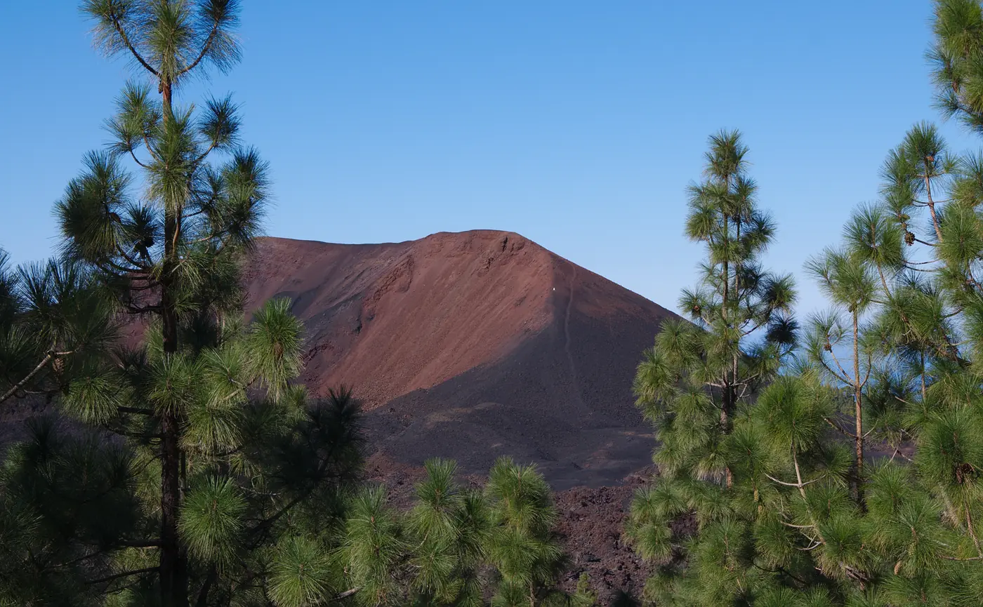 The dark lava of the Chinyero volcano among Canary pines, Santiago del Teide, Tenerife.