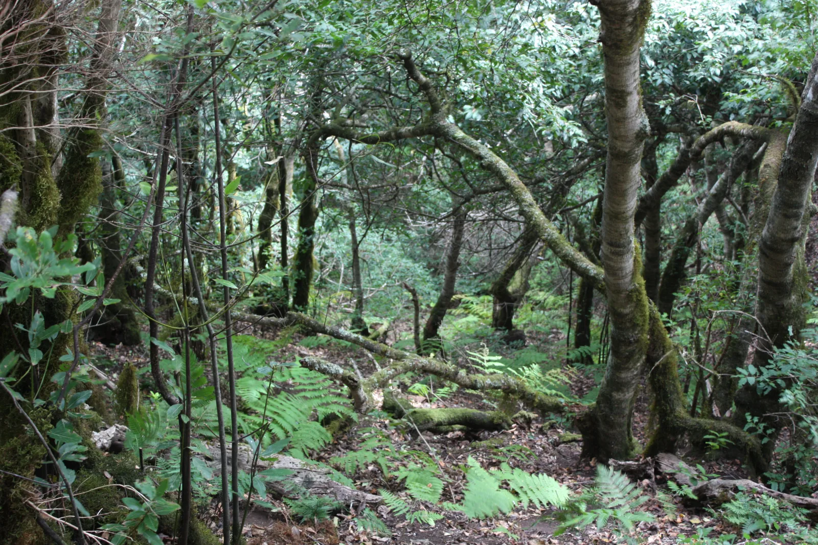 Dense laurel forest in the El Pijaral reserve of Anaga, Tenerife.